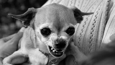 Pseudorabies in Dogs