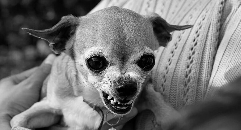 Pseudorabies in Dogs Pseudorabies in Dogs