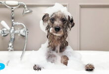 My dog ate soap: what should I do?