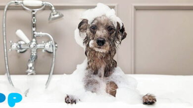 My dog ate soap: what should I do?