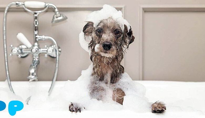 My dog ate soap: what should I do? My dog ate soap: what should I do?