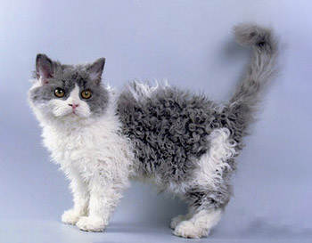 The LaPerm Cat Breed 