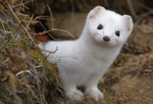 Weasel – An Unusual Animal
