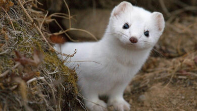 Weasel – An Unusual Animal