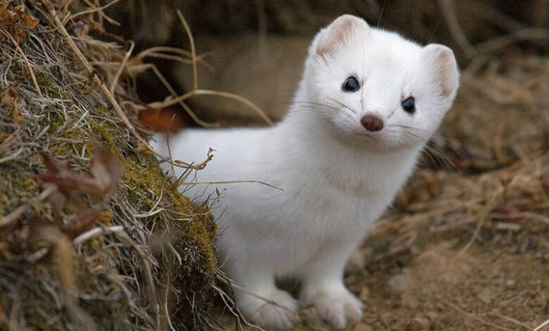 Weasel – An Unusual Animal