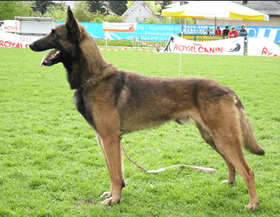 Belgian Shepherds