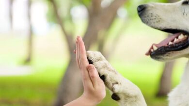 How do dogs greet each other? How do dogs greet each other?