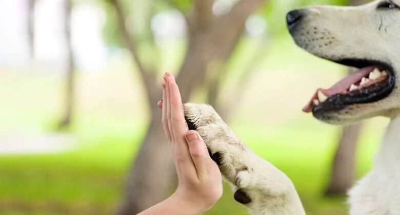 How do dogs greet each other? How do dogs greet each other?