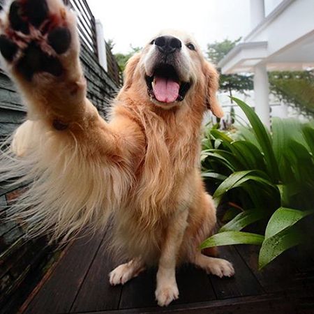 How do dogs greet each other?