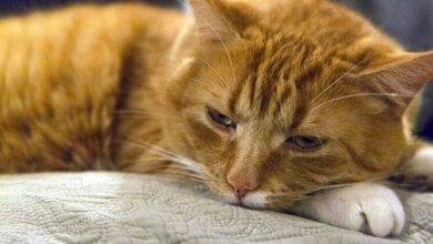 Diabetes in cats