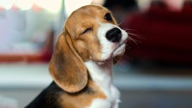 Beagle: All About the Breed Beagle: All About the Breed