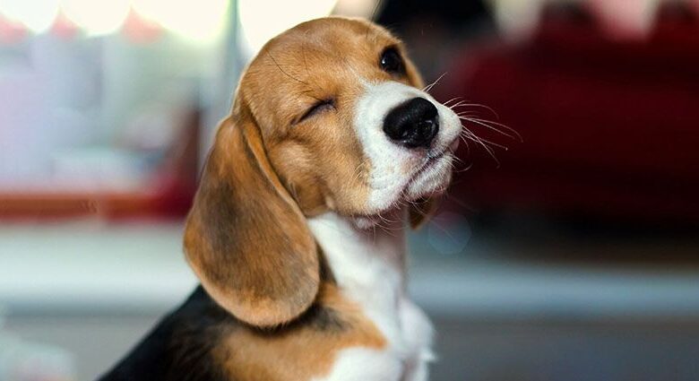 Beagle: All About the Breed