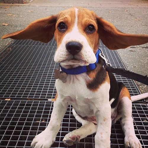Beagle: All About the Breed
