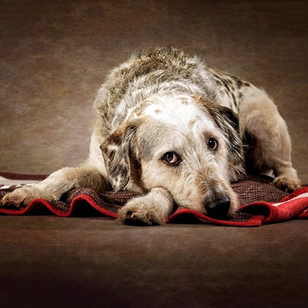 Epilepsy in dogs