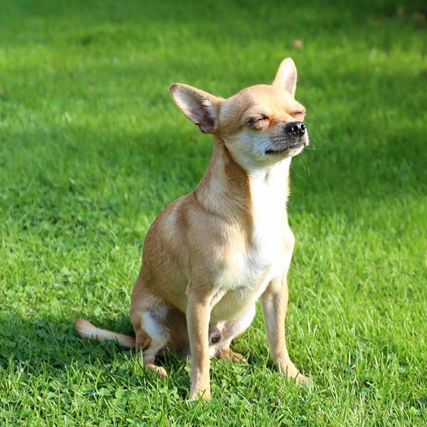 Chihuahua