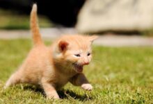 How to Determine a Kitten's Age?