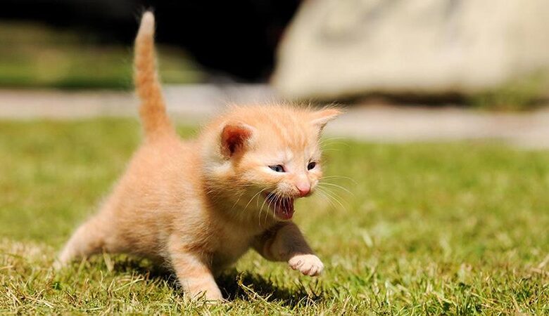 How to Determine a Kitten's Age? How to Determine a Kitten's Age?