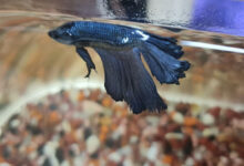 Why do fish swim sideways?