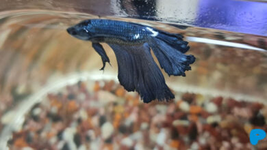 Why do fish swim sideways? Why do fish swim sideways?