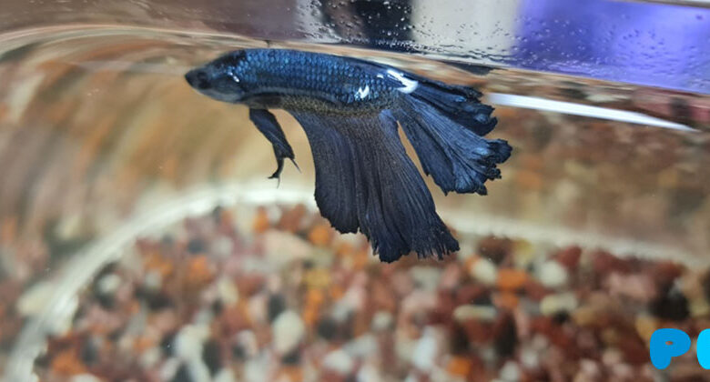 Why do fish swim sideways?