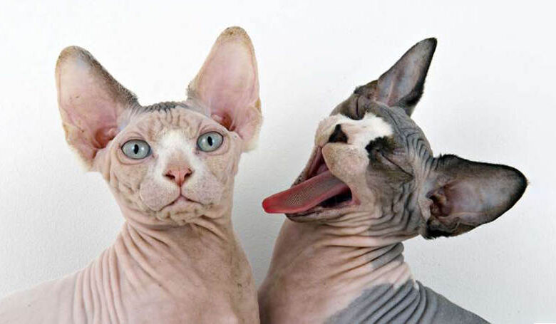 How to properly care for a hairless cat How to properly care for a hairless cat