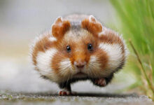Do you need to trim your hamster's nails?