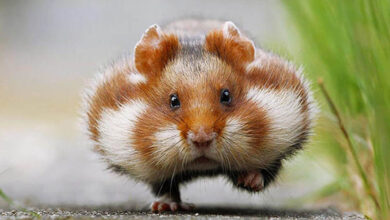 Do you need to trim your hamster's nails?