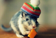 Caring for domestic rats