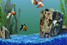 Aquarium Substrate: Three Important Rules for Choosing the Right One.