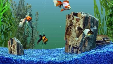 Aquarium Substrate: Three Important Rules for Choosing the Right One. Aquarium Substrate: Three Important Rules for Choosing the Right One.