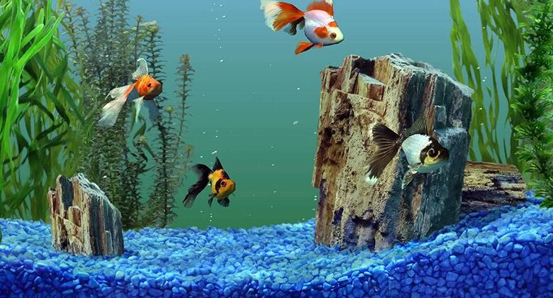 Aquarium Substrate: Three Important Rules for Choosing the Right One. Aquarium Substrate: Three Important Rules for Choosing the Right One.