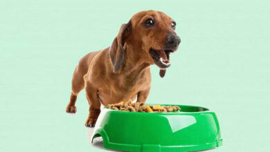 What to feed a dachshund?