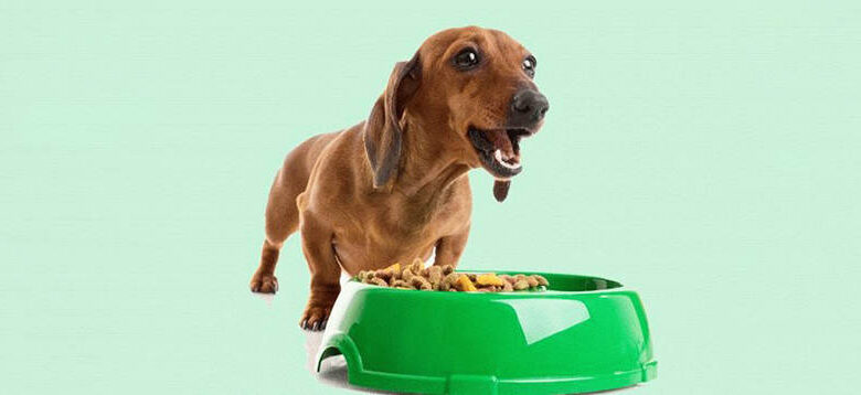What to feed a dachshund?