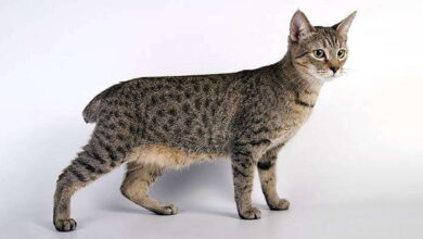 A Wild Lynx in Your Home or Who is Pixie-Bob Pixie-Bob