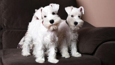 Miniature Schnauzer. Breed Description