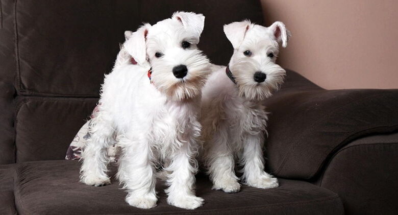 Miniature Schnauzer. Breed Description