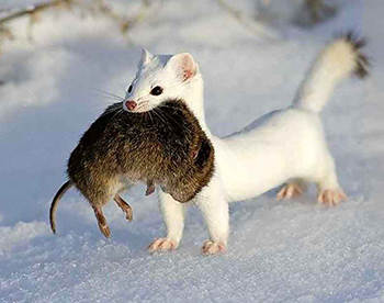 Weasel – An Unusual Animal