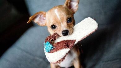 How to Stop a Dog from Chewing Shoes?