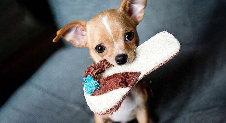 How to Stop a Dog from Chewing Shoes?