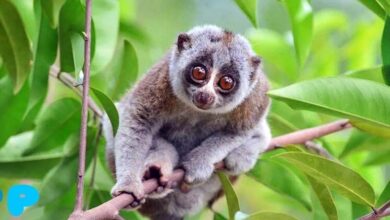 Loris Lemur: Features of Keeping a Loris Lemur at Home Loris Lemurs