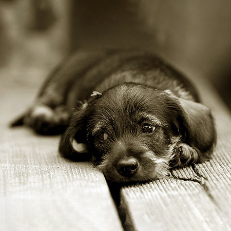 Epilepsy in dogs
