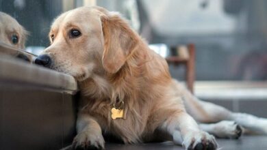 Hormonal Imbalance in Dogs