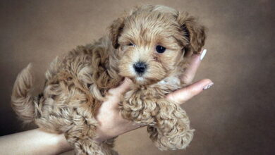 Maltipoo. Plush dog