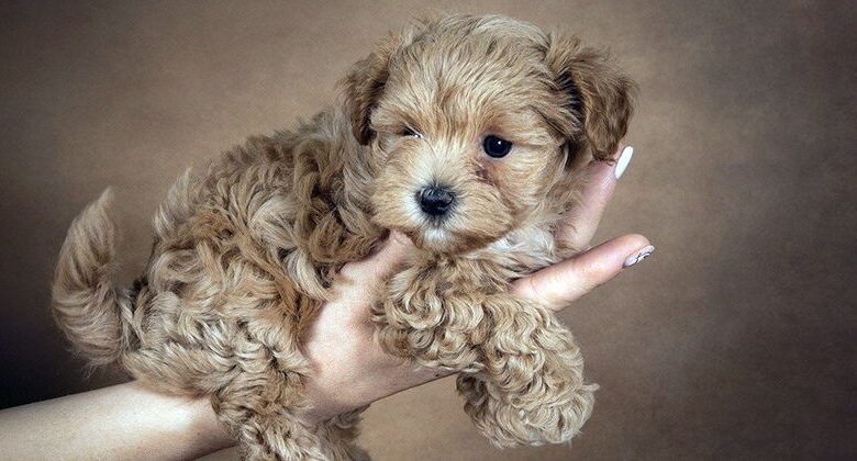 Maltipoo. Plush dog