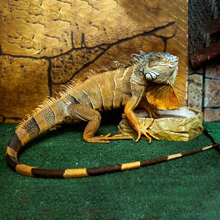 Iguana at Home