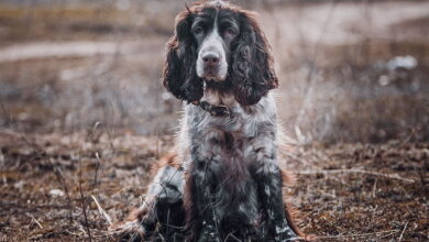 Russian hunting spaniel