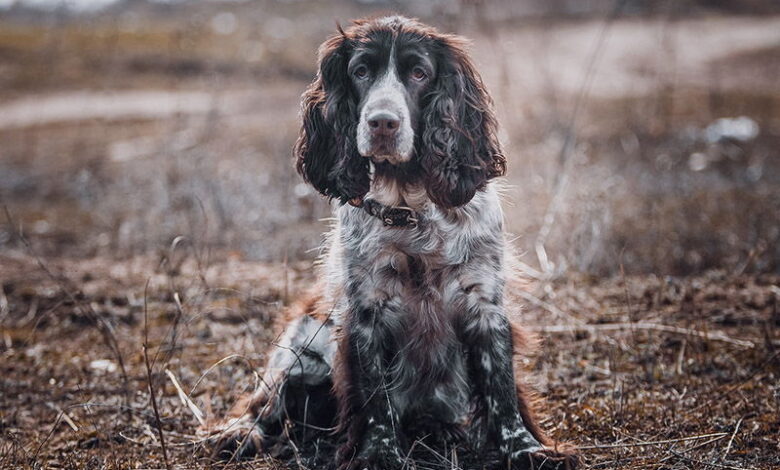 Russian hunting spaniel