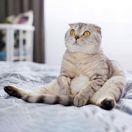 Гельминтоз у кошек