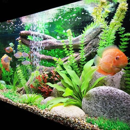 Aquarium Substrate: Three Important Rules for Choosing the Right One.
