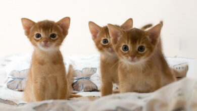 Abyssinian cats: breed description Abyssinian cats